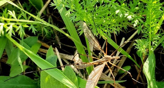 Tipula maxima