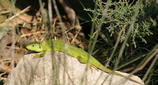 Lézard vert