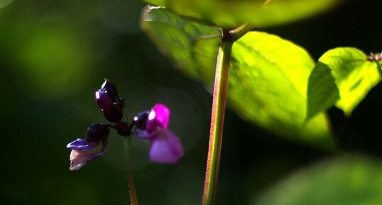 Haricots nain mange tout