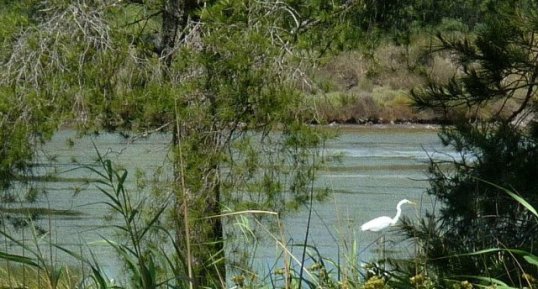 Grande aigrette (héron blanc)