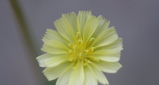 Fleur de chondrille à tiges de jonc