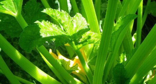 Fleur de courgette