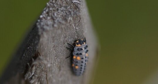 Larve de Coccinelle à 7 points - sous réserve