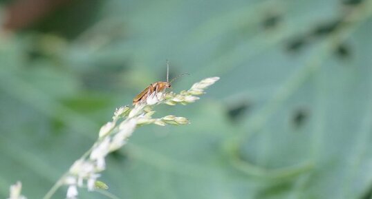 Cantharis sp.