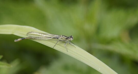 Agrion élégant à peine émergé de son exuvie