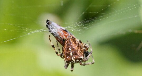 Araneus pallidus - sous réserve