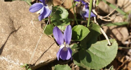 Violette odorante