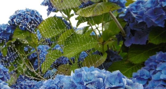 Hortensia "bleu royal" et sa parure de perles