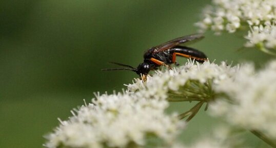 Pseudoamblyteles homocerus sous réserve