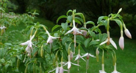 Fuschia magellanica "alba"