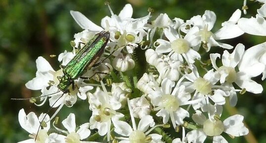 Mouche d'Espagne Lytta vesicatoria