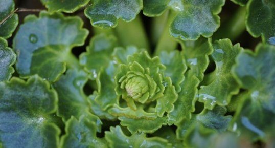 Début d'inflorescence de nombril de Vénus