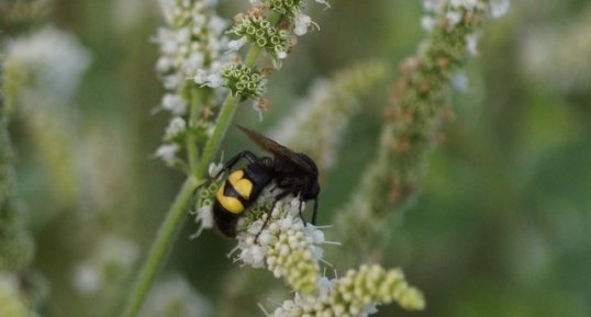 Scolia hirta ou megascolia maculata flavifrons