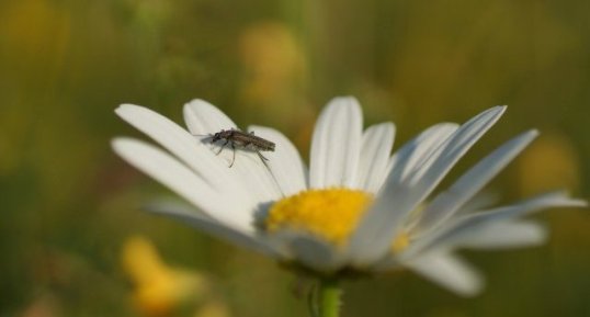 Oedemera virescens ou Oedemera lurida