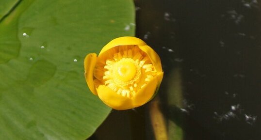 Fleur de Potamot graminé