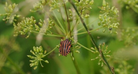 Pentatome rayé