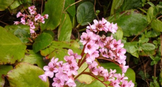 Bergenia rose