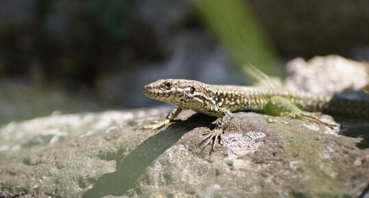 Lézard