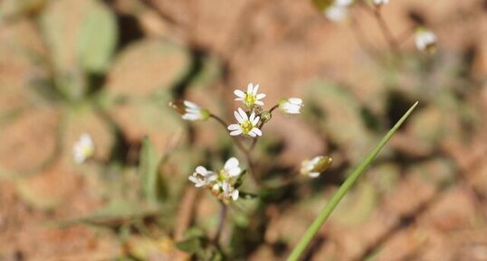 Céraiste des sables - sous réserve