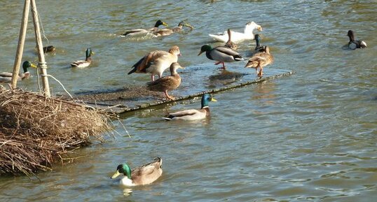 Barbottage entre canards