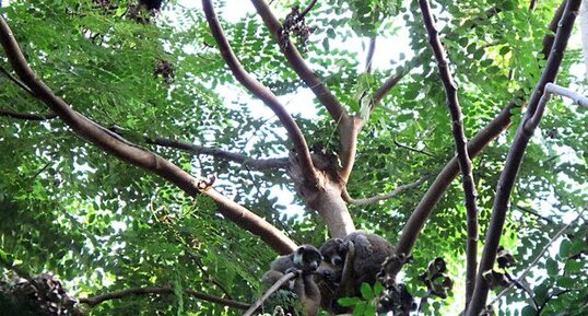 Famille de Lémuriens mongoz (Eulemur mongoz)