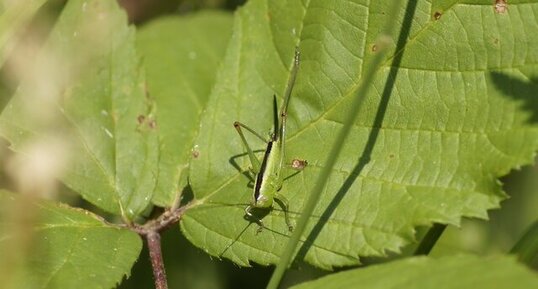 Conocephalus sp. femelle - sous réserve