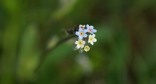 Myosotis versicolor