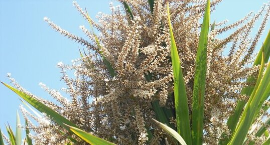 Cordyline australis