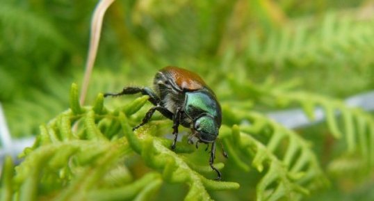 Le Hanneton horticole