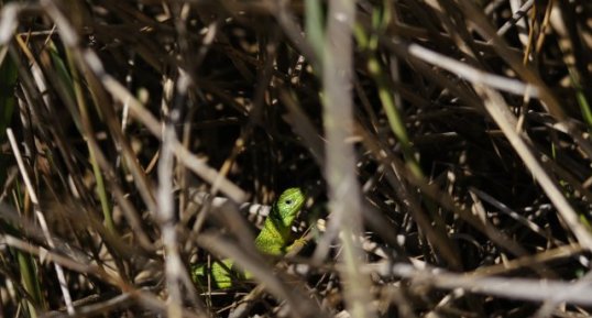 Lézard vert