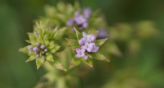 Sherardia arvensis