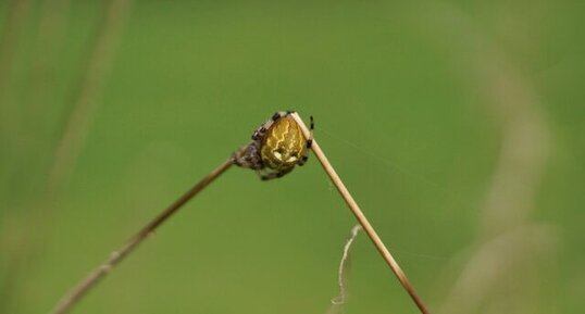 Araneus quadratus