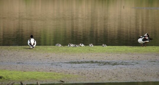 Famille Tadorne