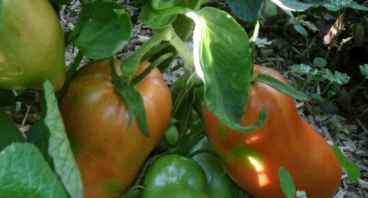 Tomate "cornue des Andes"