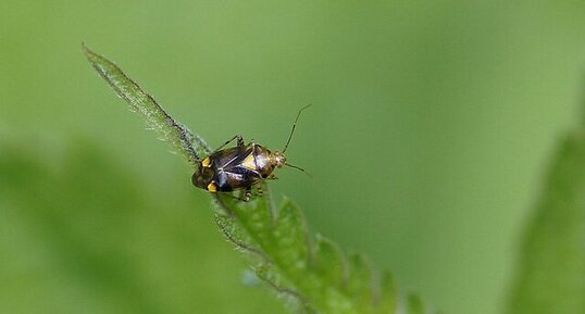 Liocoris sp. ?