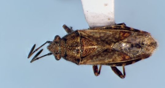 Neortholomus scolopax