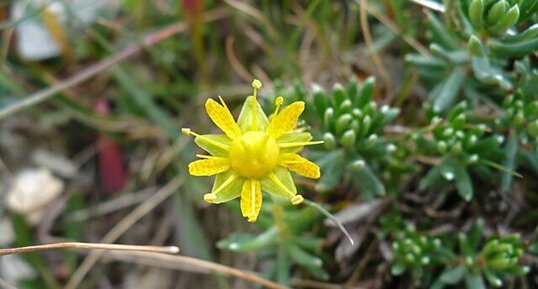 Fleur de saxifrage musquée