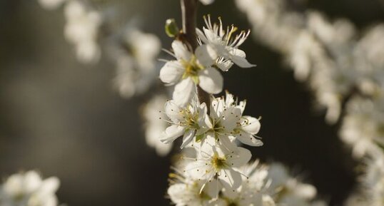 Fleurs de Prunellier