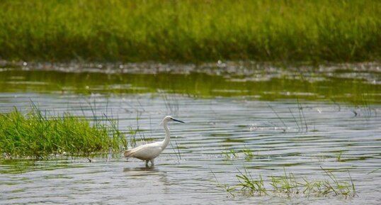 Aigrette garzette