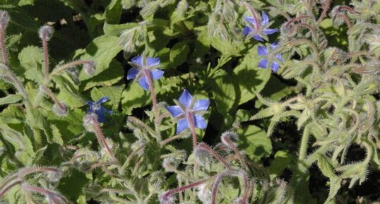 Bourache officinale