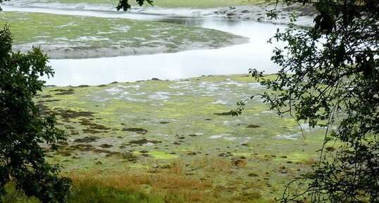 Estran à marée basse