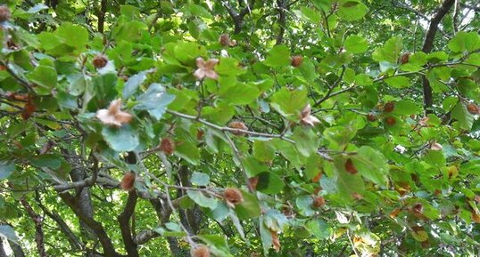 Hêtre en fruits.