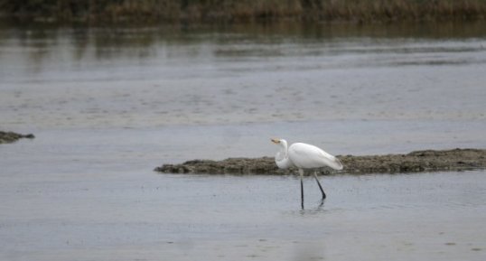 Grande aigrette