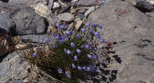 Campanule alpestre