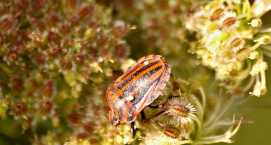 Graphosoma italicum