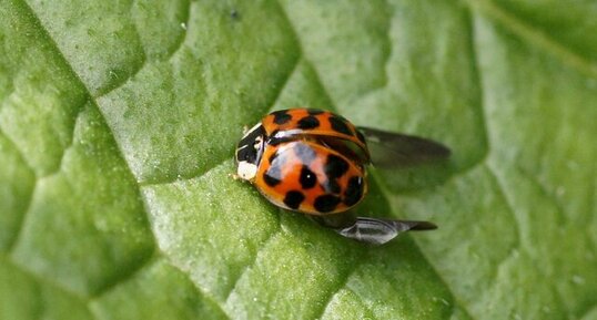 Harmonia axyridis - forme succinea