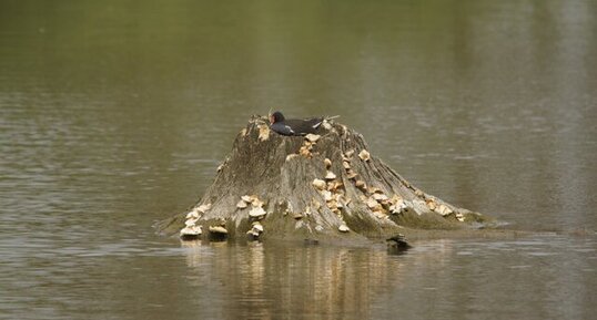 Gallinule poule d'eau au nid