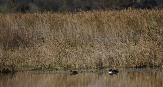 Couple de canards souchet