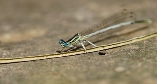 Agrion blanchâtre mâle