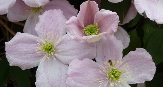 Fleurs de clématites.